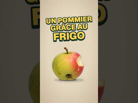 Un pommier avec un pépin de pomme : le secret du frigo #shorts