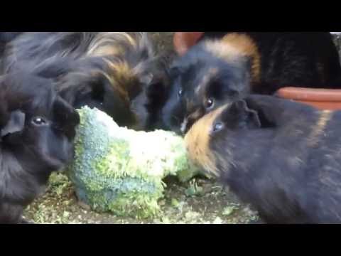 download lagu mp3 mp4 Brocoli Cochon D Inde, download lagu Brocoli Cochon D Inde gratis, unduh video klip Brocoli Cochon D Inde