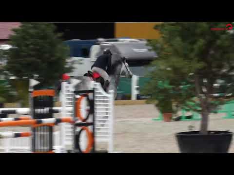 MSG Chapeau 7 j Holsteiner Schimmelwallach Cellestial x Caretino