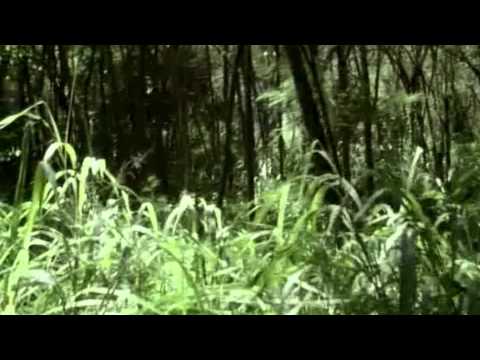LOST: ''Where are you'' (1x05 White Rabbit)
