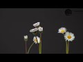 Calming Relaxing Music 30 Seconds
