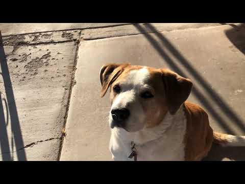 Dogs Bark All The Time - Parody Of - One Toke Over The Line - Brewer And Shipley