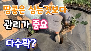 땅콩 다수확 하려면 심는것보다 관리가 중요하다