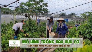 Phú Tân: Hướng đến chuỗi liên kết sản xuất…