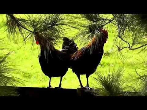 Two roosters nonstop crowing In the early morning !