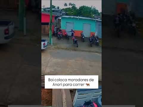 Boi foge e assusta moradores em Anori-Amazonas