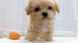 ハーフ犬の動画01