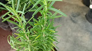 Download lagu Rose Marry Plant mp3