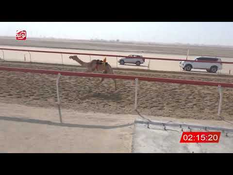  ش 2 (الشبابي) لـ حميد حمدان بن أبوطماطم الرشيدي 3:04:37 , أشواط الضيوف 2026/08/30 فطامين الوثبة 
