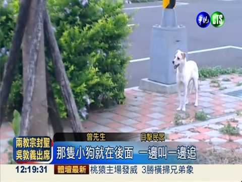遭主人丟棄 忠犬苦等12小時不走