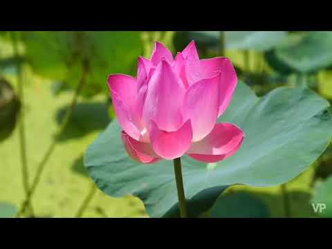 Nam Myoho Renge Kyo 10 Minutes Chanting