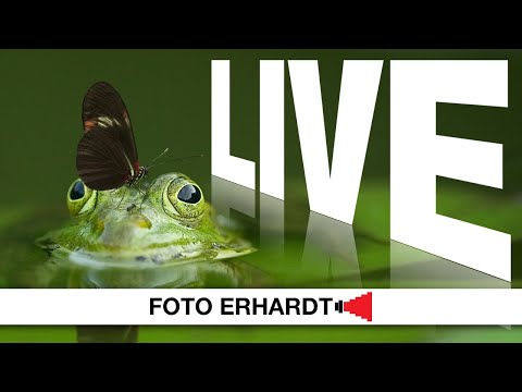 Foto Erhardt LIVE - Thema: Froschperspektive