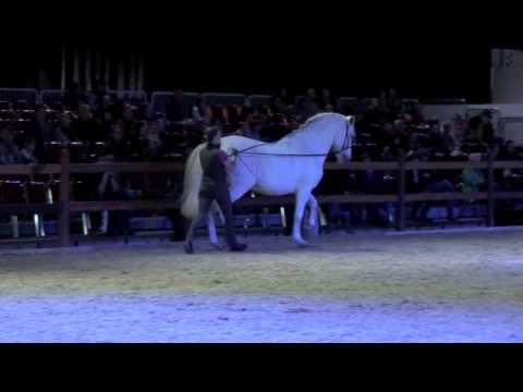 Am Langen Zügel - Conde auf der Hund und Pferd 2012