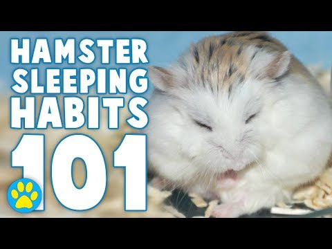 2nd YouTube video about how long can a hamster go without a wheel