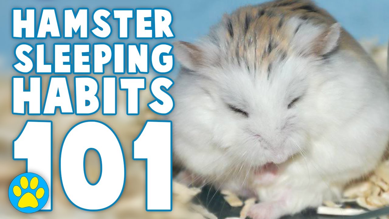 Why Is My Hamster Always Sleeping? (and other questions about sleep)