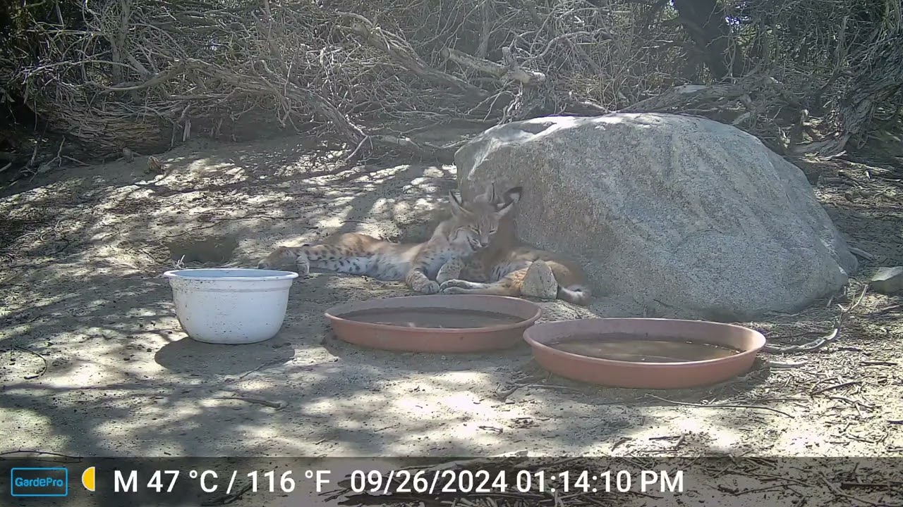 S2E27: Momma Bobcat And Her Kitten Spend Some Bonding Time Together On A Hot Fall Afternoon