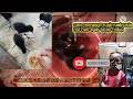Cara Merawat Anakan Burung Ruak Ruak Usia 0 Hari Sampai 30 Hari Agar Tetap Hidup Dan Jinak