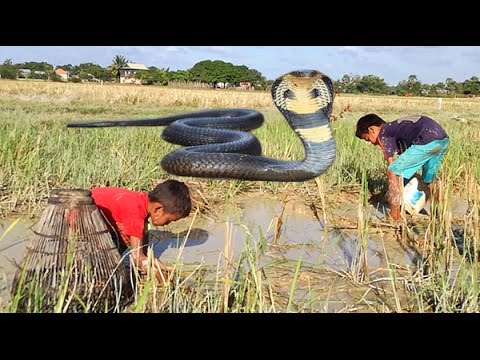 Wow! Brave Children Catch Big Snake With Bare Hand - How to Catch Big Snake in Cambodia