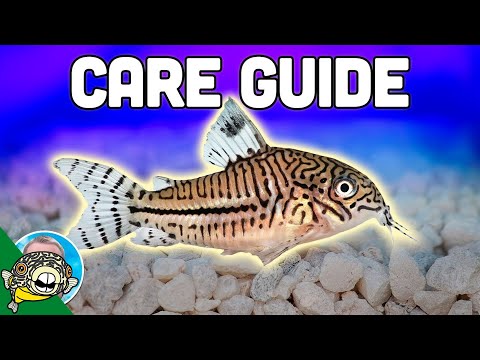 Cory Catfish Care Guide - Aquarium Co-Op