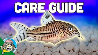 Cory Catfish Care Guide - Aquarium Co-Op
