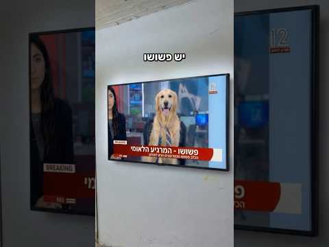 🎵 דיי עם הטילים - יש פשושו 🐶🎵