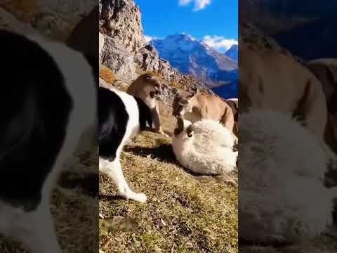 Mountain Lions Sheep attack! Horrible Szene! #lions #lion #mountains #wildlife #wildanimals