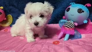 Video preview image #1 Maltese Puppy For Sale in OCALA, FL, USA