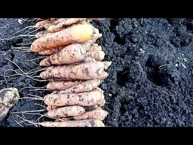 Урожай моркови САМСОН/SAMSON: 2020