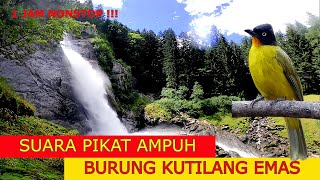 Download lagu SUARA BURUNG KUTILANG EMAS PIKAT TERBARU || SUARA BURUNG KUTILANG EMAS FULL 1 JAM mp3 Download lagu SUARA BURUNG KUTILANG EMAS PIKAT TERBARU || SUARA BURUNG KUTILANG EMAS FULL 1 JAM mp3