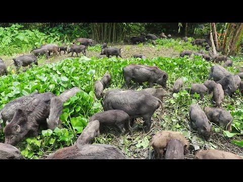 Awesome Mother Pigs & Their Piglets A Must See |  Pig Farming in Bangladesh