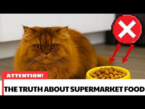 STOP Feeding This to Your Cat! The Hidden Dangers of Supermarket Kibble