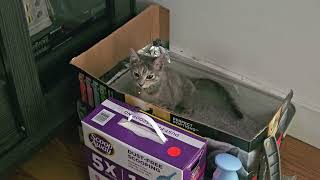 bopa playing with mouse 🐁