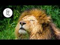 Wild Jungle Sounds Dark Screen 11 Hours