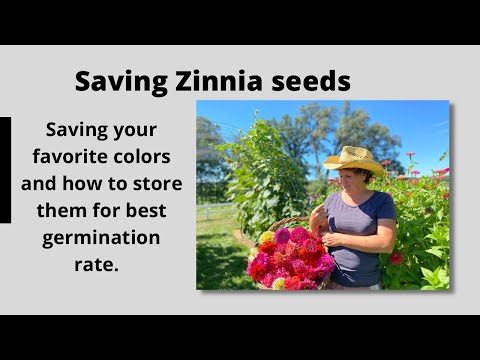 Saving Zinnia Seeds