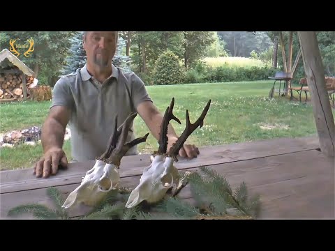 Medaillenbock erlegt - Faszination Masuren