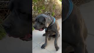 Video preview image #1 Mutt Puppy For Sale in Goodyear, AZ, USA