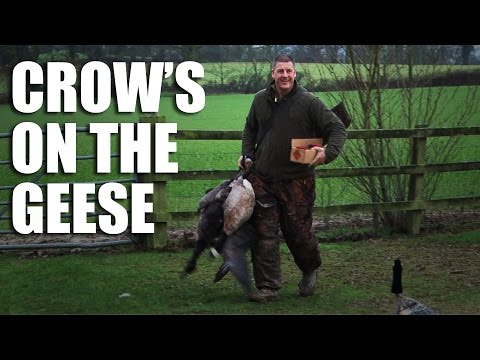 Crow’s on the geese