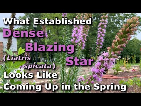 What Established Dense Blazing Star (Liatris spicata) Looks Like Coming Up in Springtime