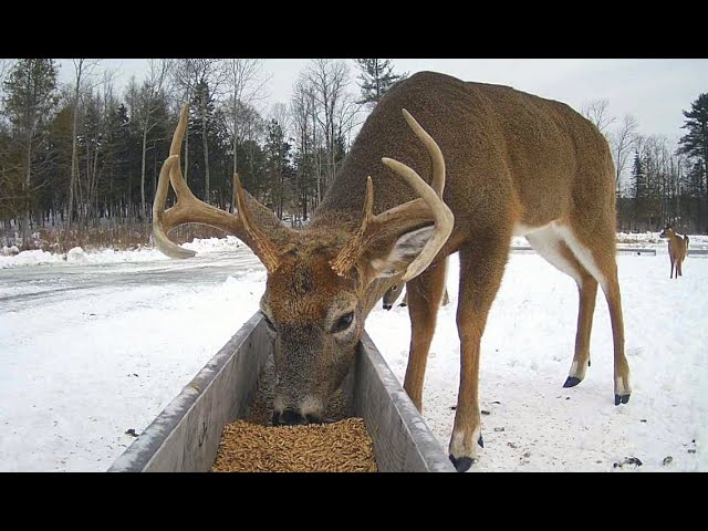 Live webcam view of Deer Feeding Trough Live Cam