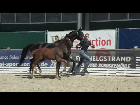 Hengstfohlen Las Vegas - Feinrich - De Niro *02.05.2021