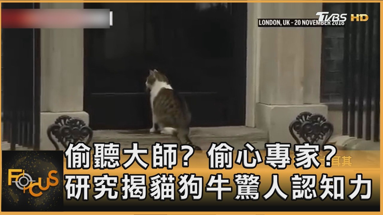 偷聽大師?偷心專家? 研究揭貓狗牛驚人認知力