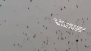 Download lagu Suara panggil walet Ratu sedot original terbaik se nusantara mp3