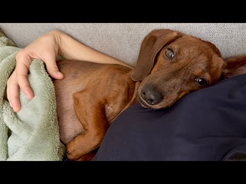 Mini dachshund makes the most out of a rainy day 🌧️