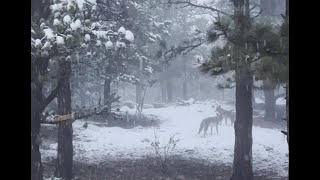 David Wilcock Hangout: Two Stunning Coyotes Appear in the Snow