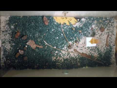 24 hour timelapse of my ant colony.