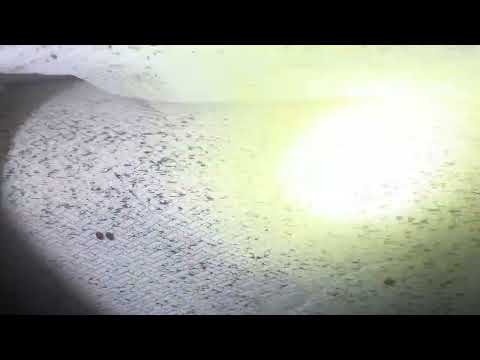 Bed Bugs Took Over the Bedroom in Mantoloking, NJ