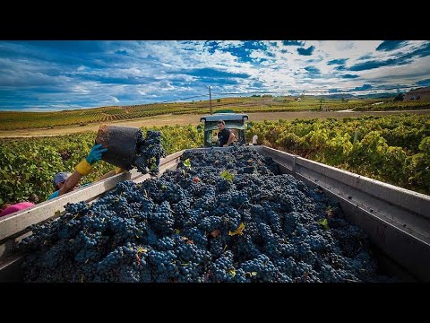 How to Produce Millions of Grape Vines - Grape Harvesting and Processing