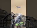 Who let this savage bird out? Chirp Chirp #shorts  #gizmothegreybird #africangrey @funnyfurmoment 