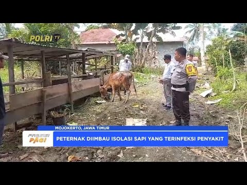 PETERNAK DIIMBAU ISOLASI SAPI YANG TERINFEKSI PENYAKIT