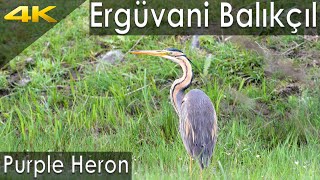 preview picture of video 'Bahri ve Ergüvani Balıkçıl / Crested Grebe and Purple Heron , Samsun / Turkey , Nikon D500'